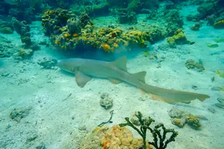 Nurse shark
  encounter Puerto Morelos snorkeling tour