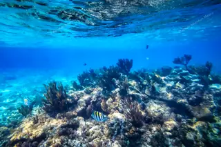 Shallow coral reef
  with fish Puerto Morelos snorkeling