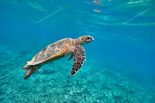 Turtle swimming up
  encounter Puerto Morelos snorkeling