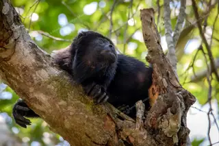 Howler monkey at
  Punta Laguna monkey reserve