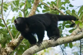 Howler monkey
  calling in Punta Laguna nature reserve