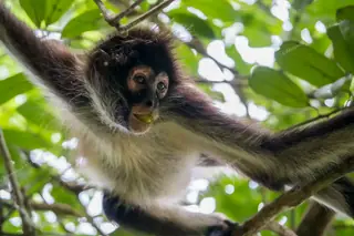 Close-up of spider
  monkey head in Punta Laguna monkey reserve