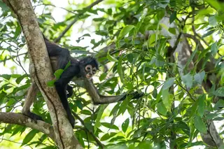 Spider monkey
  climbing tree at Punta Laguna