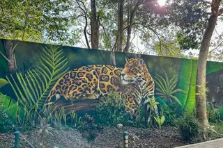 Jaguar tag painting
  near Ek Balam entrance