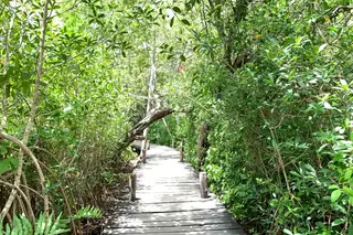 Wooden path through
  jungle to reach lagoon
