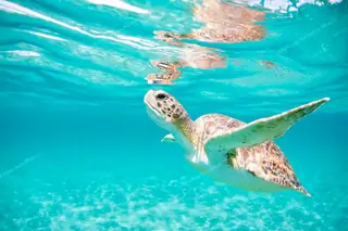Green sea turtle
  swimming up toward surface