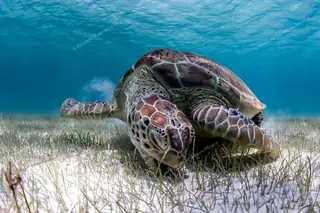 Green sea turtle
  eating seagrass on Tulum turtles tour