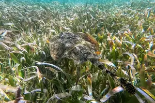 Stingray on reef
  during Tulum snorkeling tour