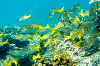 Colorful reef fish
  in Caribbean waters