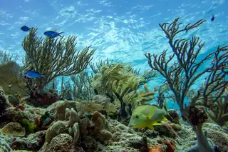 Coral reef close-up
  Tulum snorkeling tour