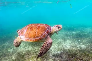 Green sea turtle in
  Akumal Bay