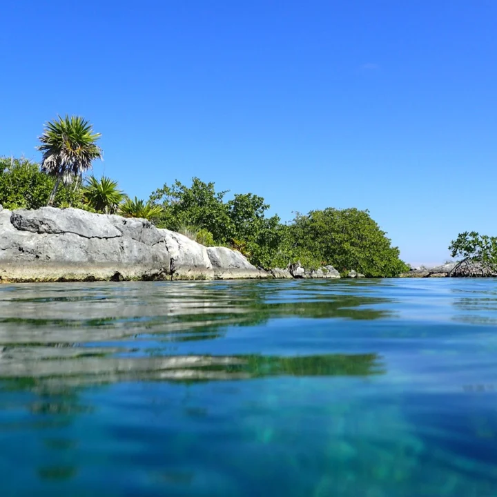 🌿 Hidden between the jungle and the sea, Yal-Kú Lagoon is where saltwater and freshwater meet — creating a peaceful paradise full of colorful fish and calm blue waters 🐠💙 It’s the…