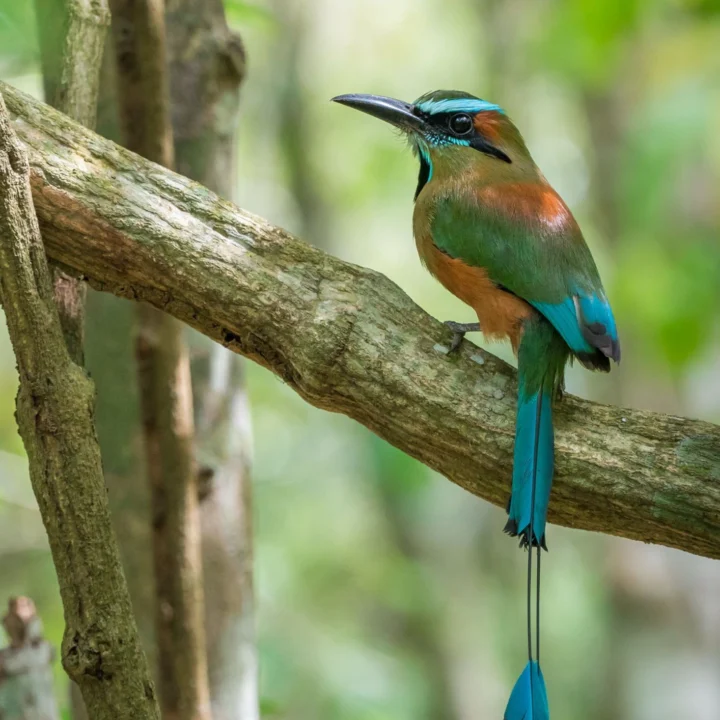 🦜 Meet the Turquoise-browed Motmot 🦜 Known for its brilliant colors and distinctive racket-shaped tail, the motmot is one of the most beautiful birds found in the Yucatán Peninsula…