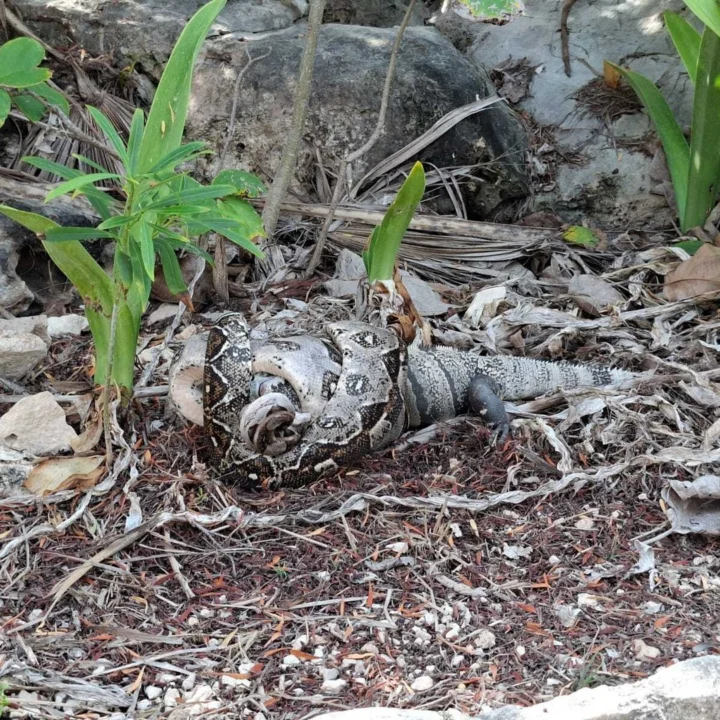 🦎vs 🐍 It happens very rarely, but occasionally nature puts on quite a show during our tours... this boa had just caught an iguana. Yum! 😋