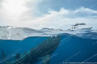 whaleshark tour