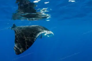 manta ray mexico