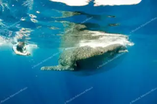 whale sharks tour playa del carmen