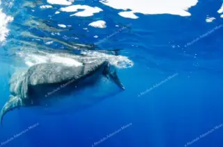 whale sharks tour cancun