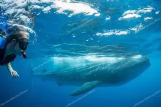 Snorkeling with whale sharks tour