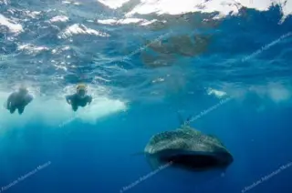 Swim with whale sharks tour