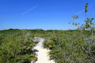 Yal Ku lagoon
  access path through jungle