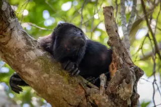 Howler monkey at
  Punta Laguna monkey reserve