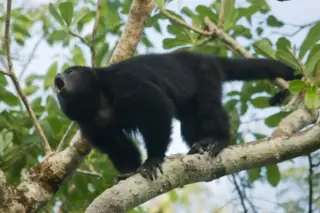 Howler monkey
  calling in Punta Laguna nature reserve