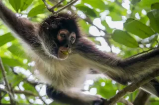 Close-up of spider
  monkey head in Punta Laguna monkey reserve