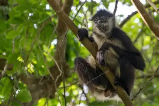 Spider monkey
  sitting on branch at Punta Laguna nature reserve