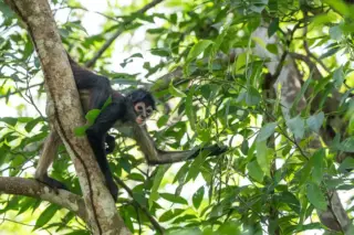 Spider monkey
  climbing tree at Punta Laguna