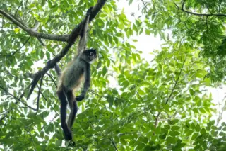Spider monkey
  holding with one hand on branch