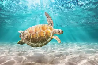 Green sea turtle
  gliding through clear water