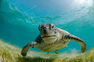 Front view of green
  sea turtle head