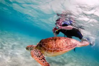 Snorkeler taking
  photo of sea turtle during swim with turtles Tulum tour