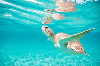 Green sea turtle
  swimming up toward surface