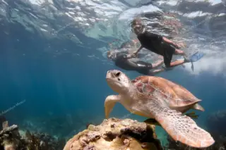 Two snorkelers swimming alongside turtle Tulum turtles tour