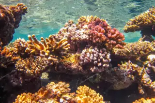 Colorful coral
  formations on Tulum boat tour