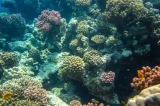 Coral reef
  diversity on Tulum snorkeling boat tour