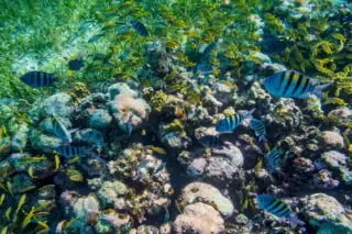 School of fish on
  reef during snorkel Tulum Mexico