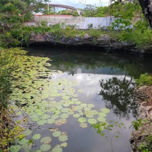 Cenote Domo El Cenote
