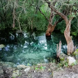 Cenote Ojo De Agua San Arturo